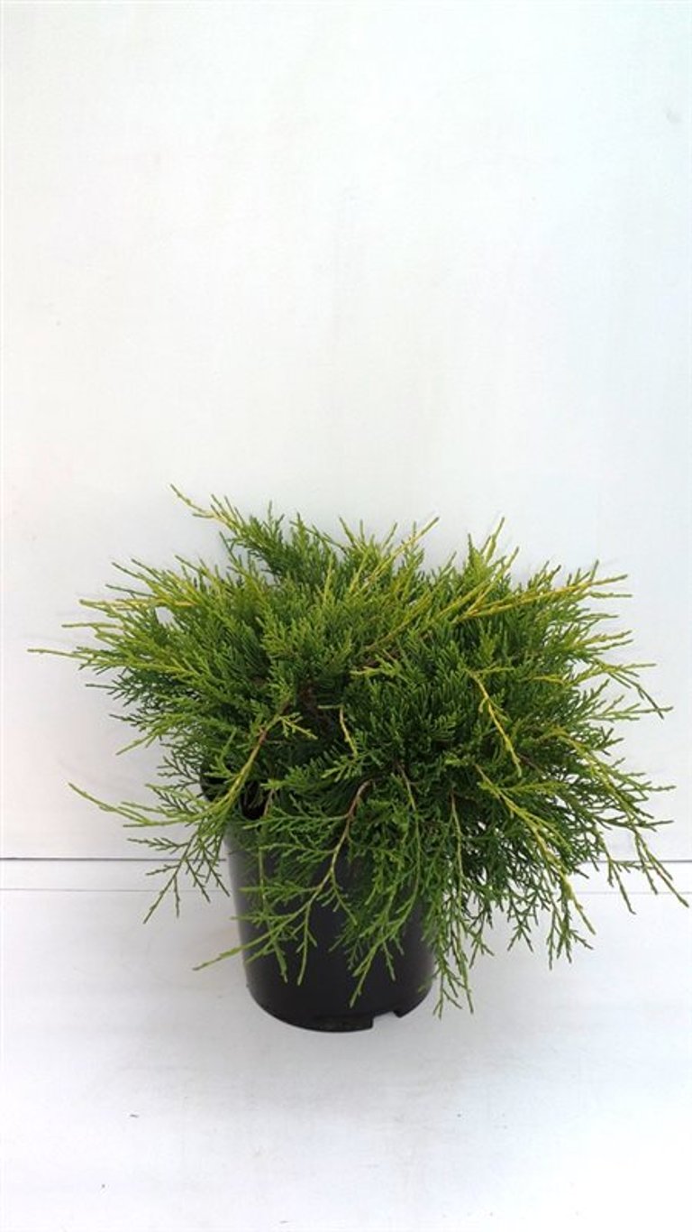 Juniperus pf. 'Gold Coast' - C3 30-40 CM